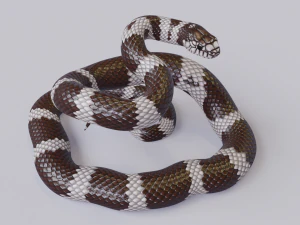 California kingsnake - animated 3D Model