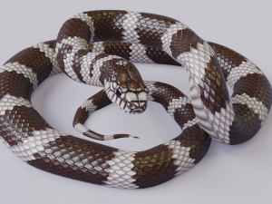 california kingsnake - animated Modelo 3D