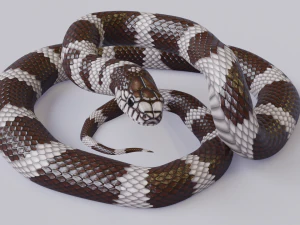 California kingsnake - animated 3D Model
