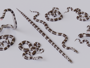 california kingsnake - animated Modelo 3D