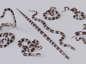 California kingsnake - animated 3D Model