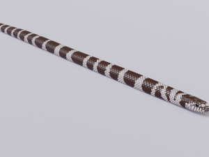 california kingsnake - animated Modelo 3D