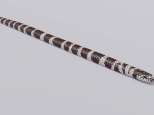 California kingsnake - animated 3D Model