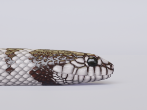 california kingsnake - animated Modelo 3D