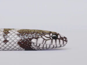 California kingsnake - animated 3D Model