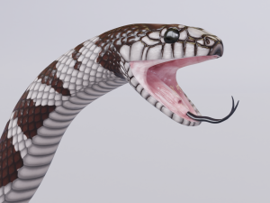 california kingsnake - animated Modelo 3D