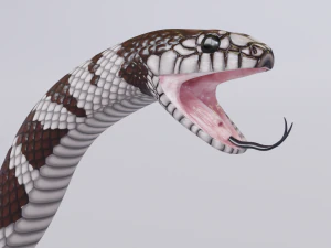 California kingsnake - animated 3D Model