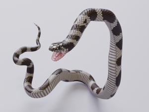 california kingsnake - animated Modelo 3D