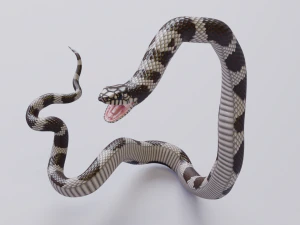 California kingsnake - animated 3D Model