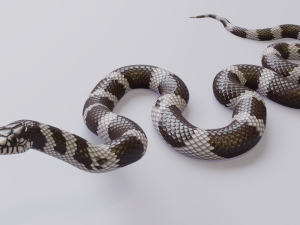 california kingsnake - animated Modelo 3D