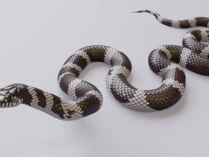 California kingsnake - animated 3D Model