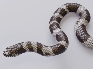 California kingsnake - animated 3D Model