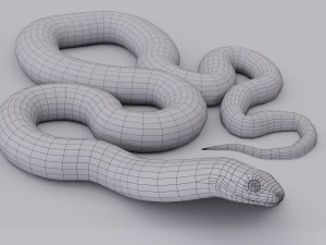 California kingsnake - animated 3D Model