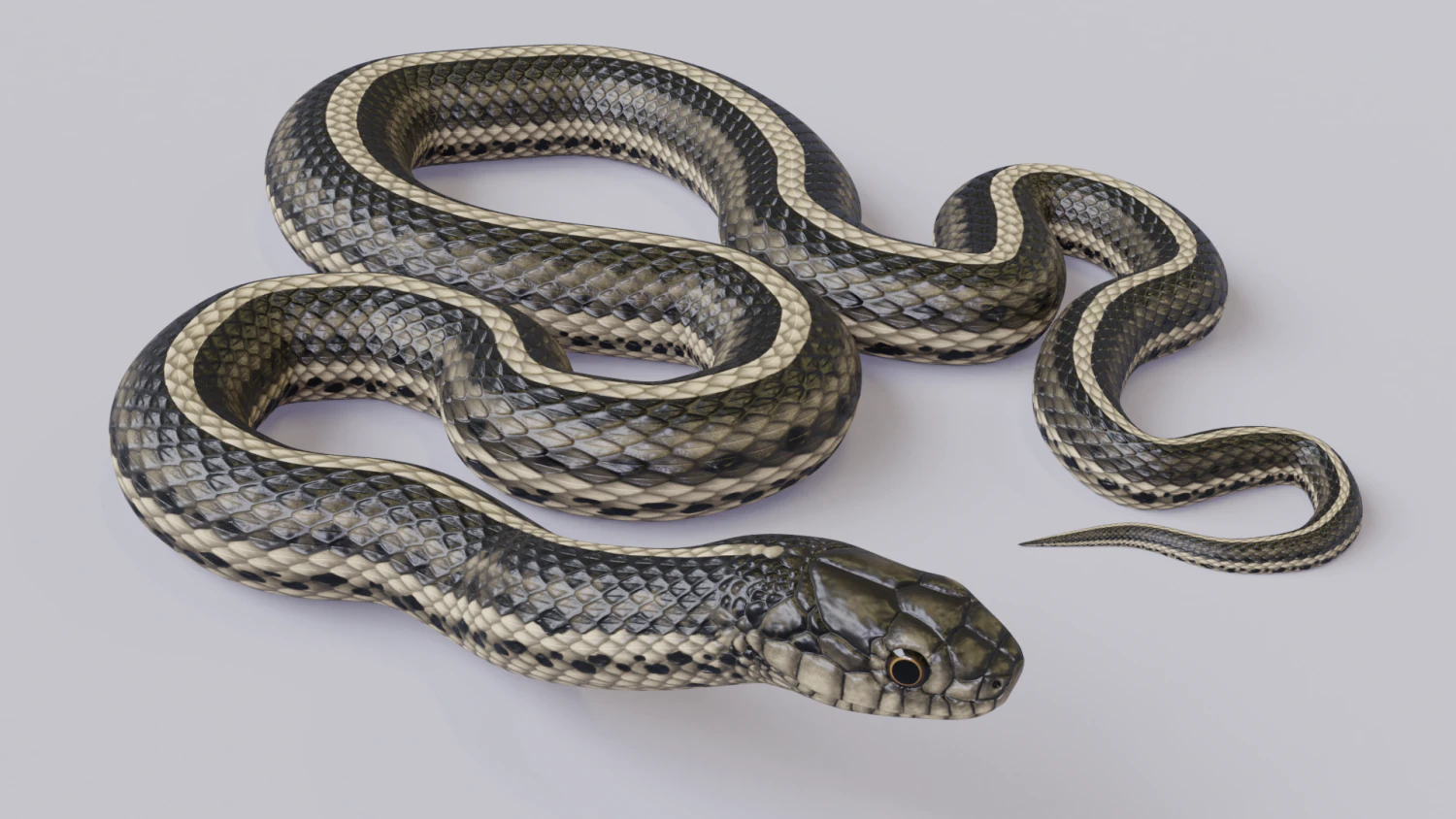Garter snake - animated 3D Model .c4d .max .obj .3ds .fbx .stl .blend 