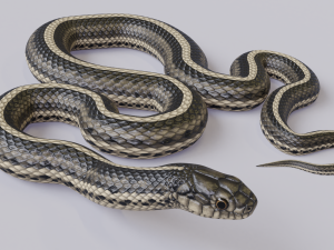 garter snake - animated 3D Model