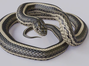 Garter snake - animated 3D Model