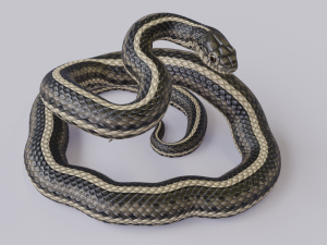 garter snake - animated Modèle 3D