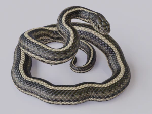 Garter snake - animated 3D Model