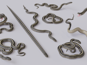 garter snake - animated Modèle 3D