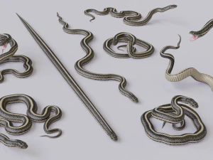 Garter snake - animated 3D Model