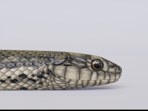 garter snake - animated Modèle 3D