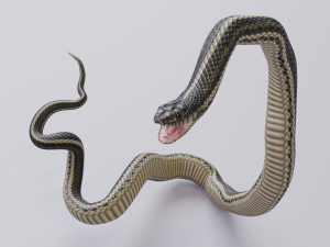garter snake - animated Modèle 3D