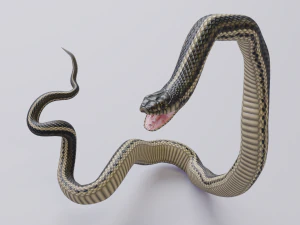 Garter snake - animated 3D Model