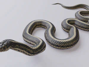 Garter snake - animated 3D Model