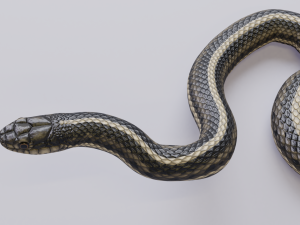 garter snake - animated Modèle 3D