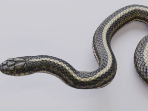 Garter snake - animated 3D Model