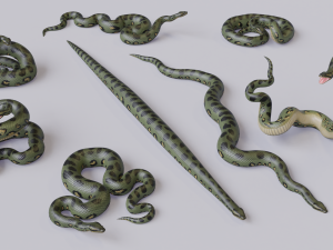 green anaconda - animated 3D Model