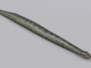 green anaconda - animated 3D Model