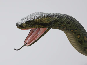 green anaconda - animated 3D Model