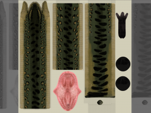 green anaconda - animated 3D Model