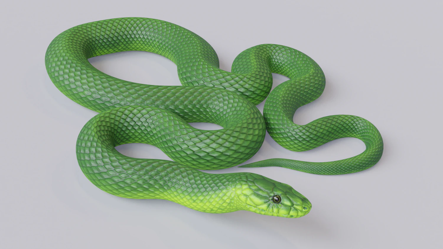 Green mamba - animated 3D Model .c4d .max .obj .3ds .fbx .stl .blend