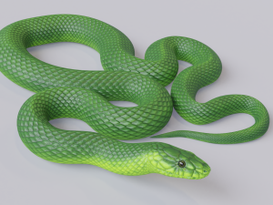 green mamba - animated 3D Model