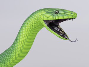 green mamba - animated 3D Model