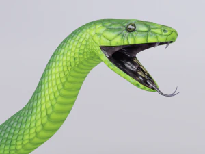 Green mamba - animated 3D Model