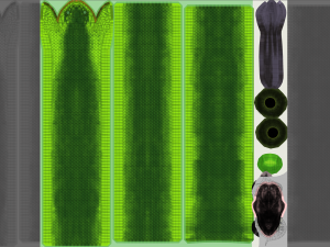 green mamba - animated 3D Model