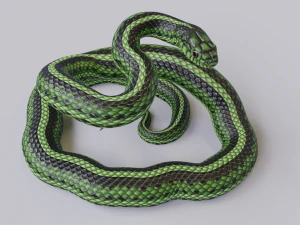 Green snake - animated 3D Model