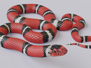 scarlet kingsnake - animated 3D 모델