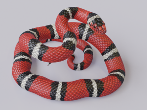 scarlet kingsnake - animated 3D Model