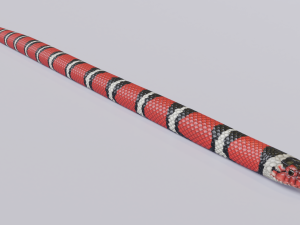 scarlet kingsnake - animated 3D Model