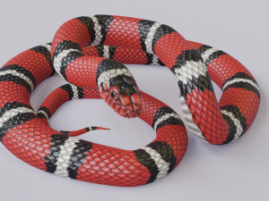 scarlet kingsnake - animated 3D Model