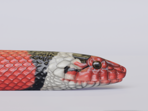 scarlet kingsnake - animated 3D Model