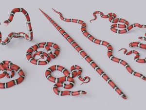 scarlet kingsnake - animated 3D Model