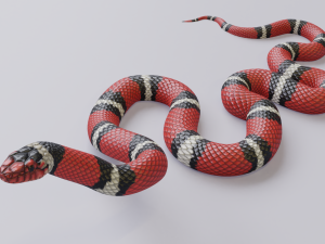scarlet kingsnake - animated 3D Model