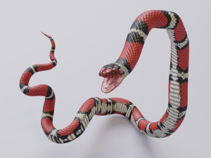 scarlet kingsnake - animated 3D Model