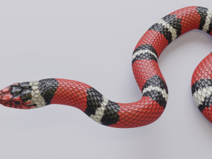 scarlet kingsnake - animated 3D Model