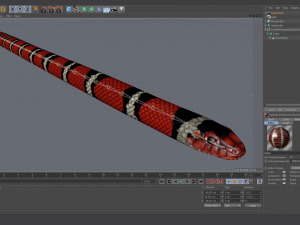 scarlet kingsnake - animated 3D Model